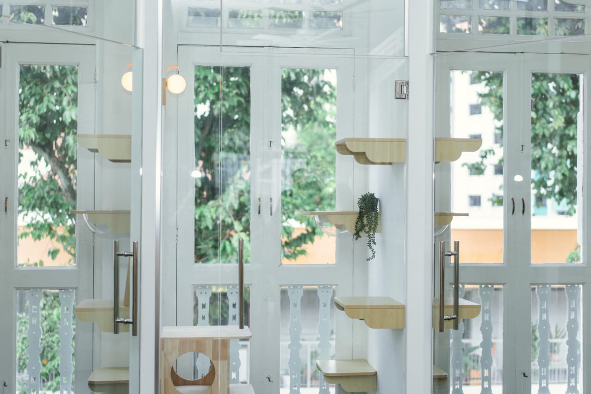 Kuro Cat Hotel suites with cat shelves by the heritage windows