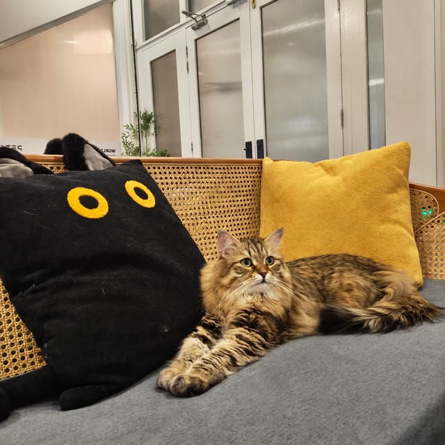 A guest cat relaxing in the Kuro lounge